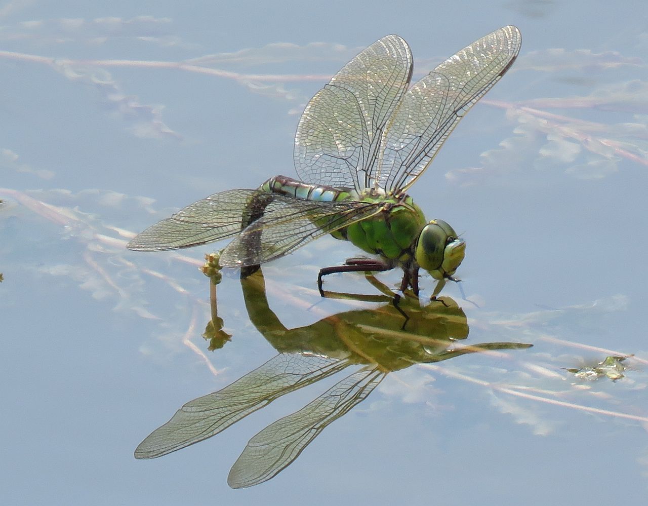 Emperor Dragonfly Female  